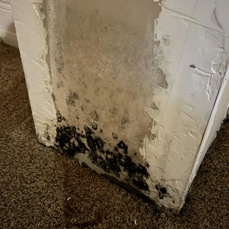 Professional Mold Removal in Frazee, MN